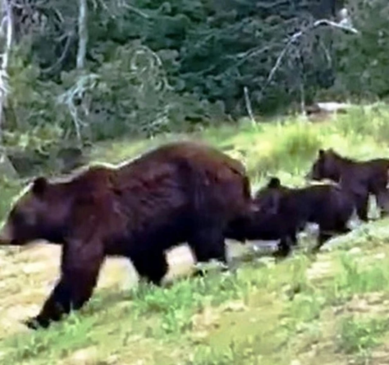 Orso attraversa la strada in compagnia dei suoi piccoli