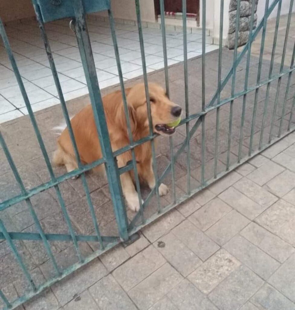 cane con pallina da tennis