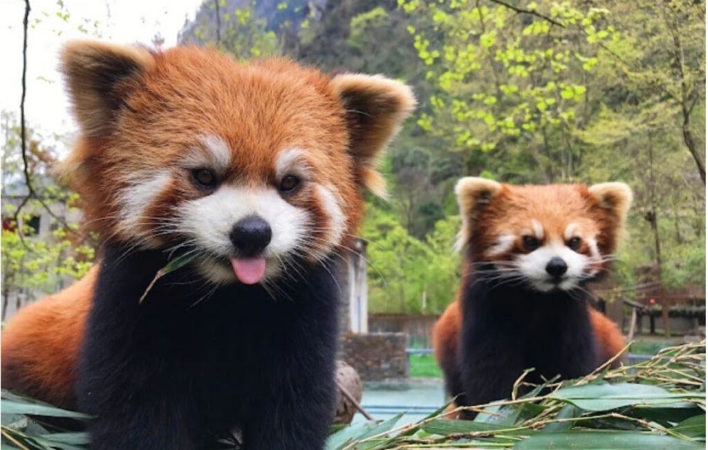 Panda rossi e i loro artigli