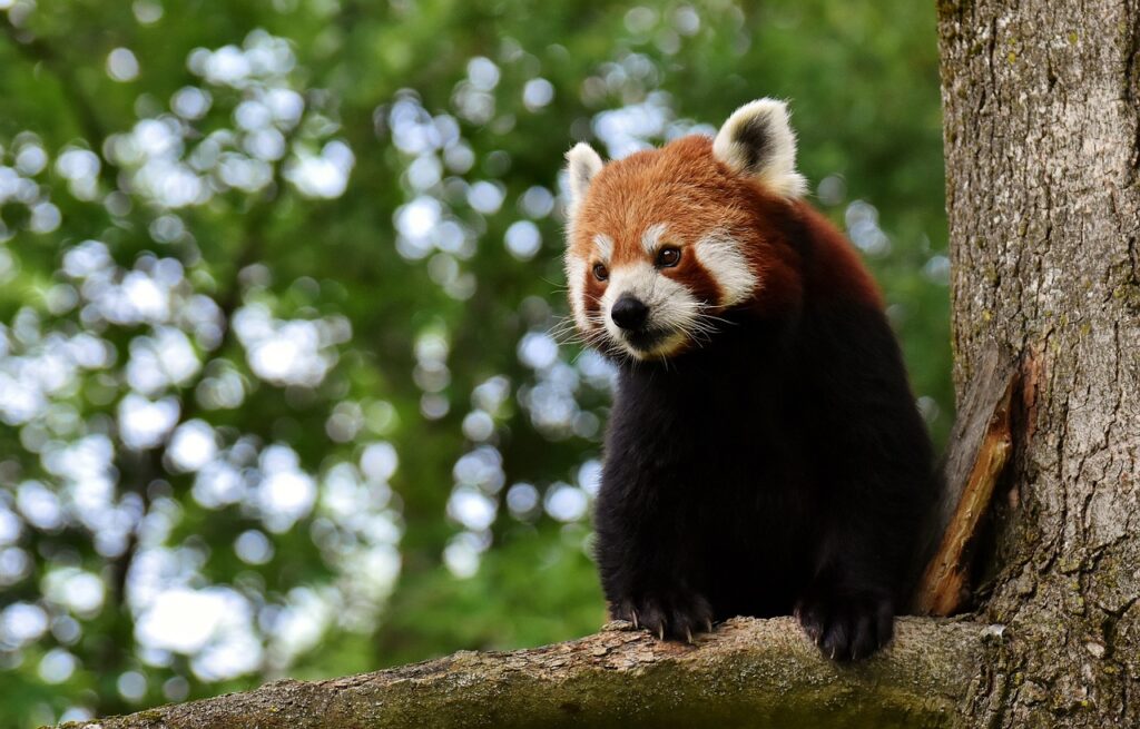 Panda rossi e artigli per sembrare più grossi