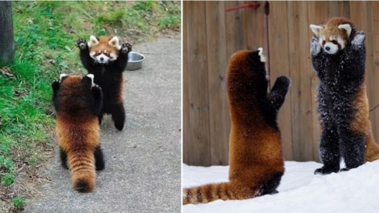 Panda rossi e i loro artigli