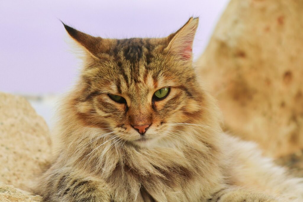 Cura del pelo del gatto