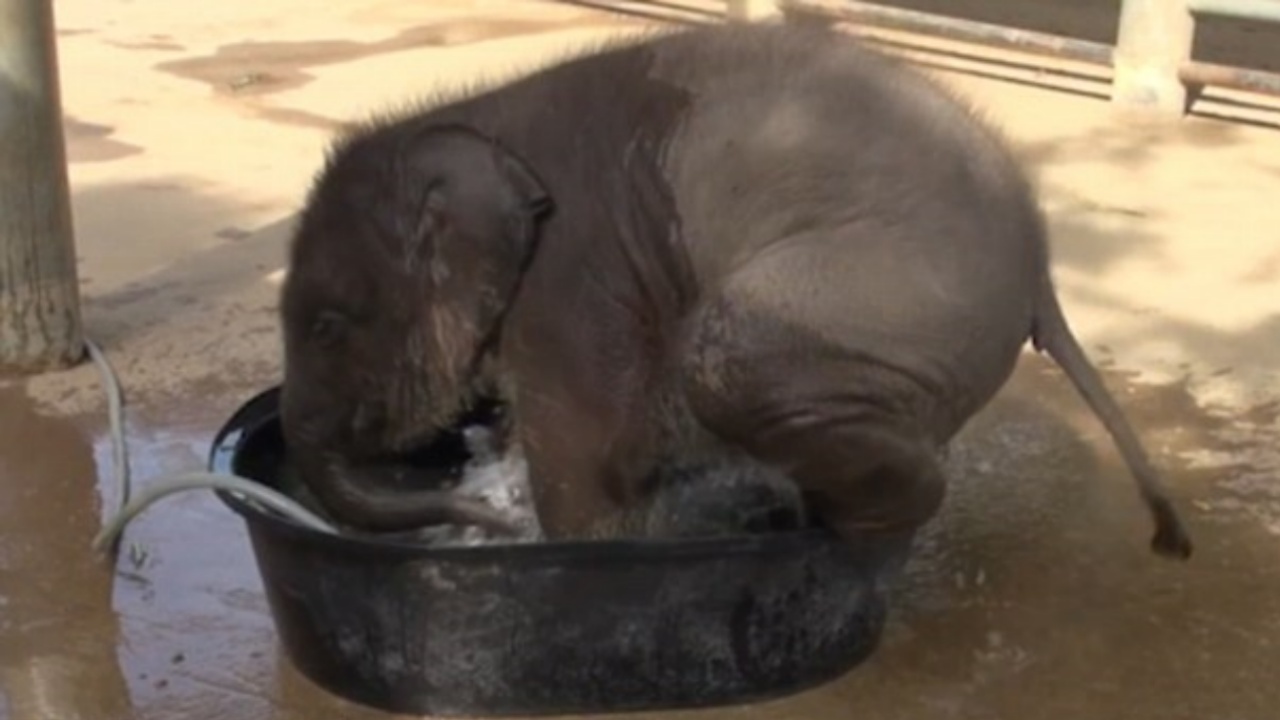 Piccolo elefante adora l'acqua