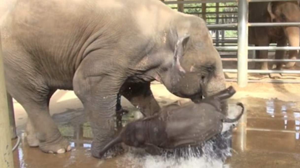 Piccolo elefante adora l'acqua