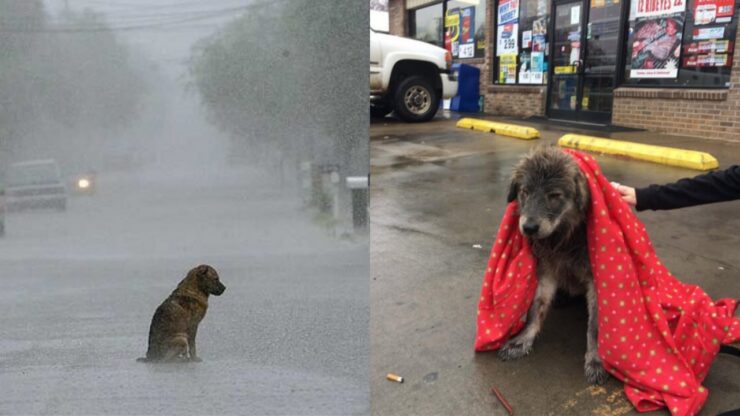 cane sotto la pioggia