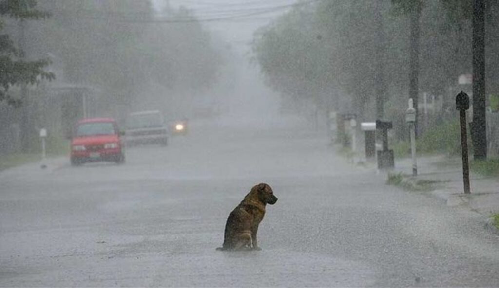cane sotto la pioggia