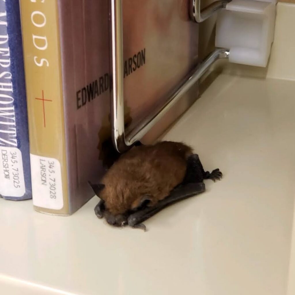 pipistrello addormentato