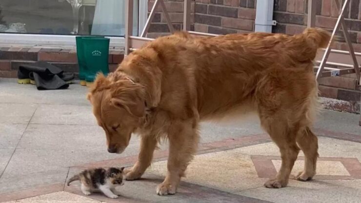 Povero gattino viene salvato da due cani che diventano i suoi bodyguards