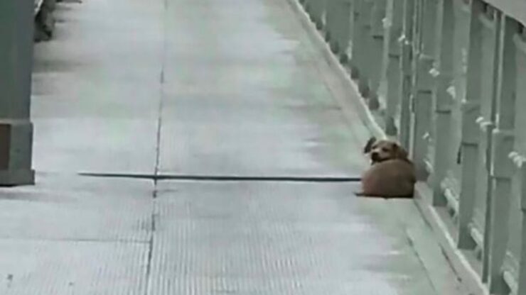 proprietario cade nel fiume, il cane lo aspetta per 4 giorni