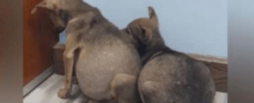 cani randagi insieme