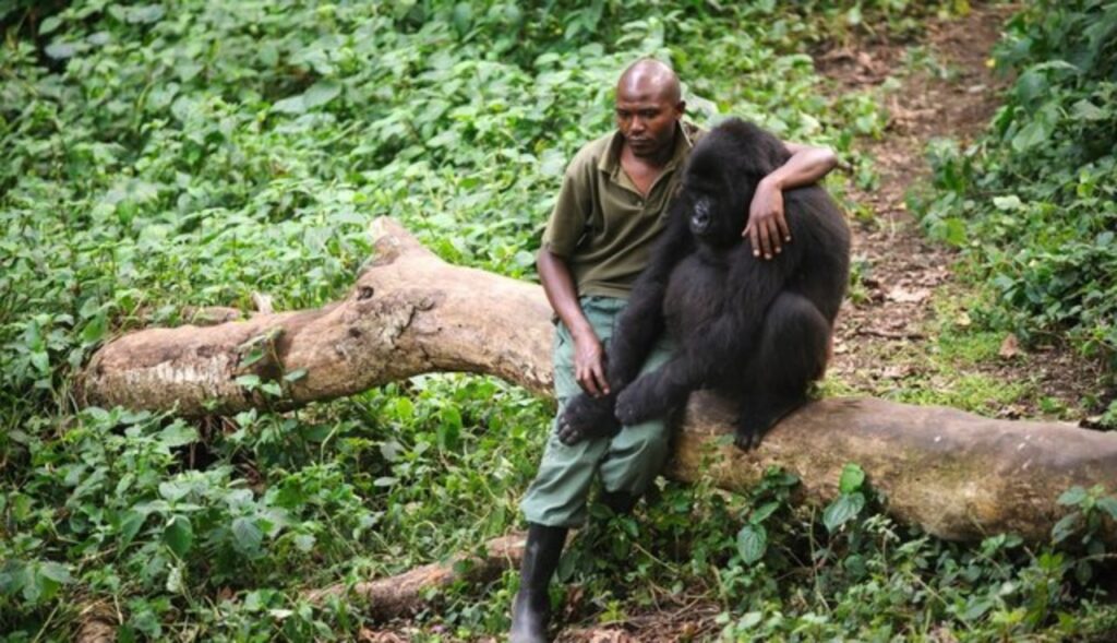 ranger consola gorilla