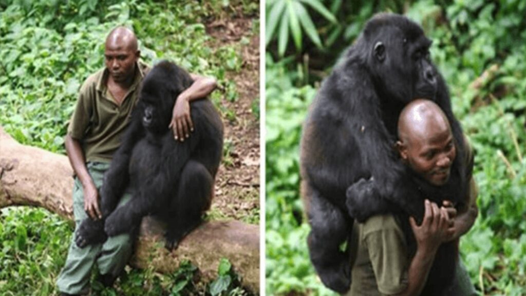 ranger consola un gorilla che ha perso la mamma