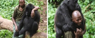 ranger consola un gorilla che ha perso la mamma