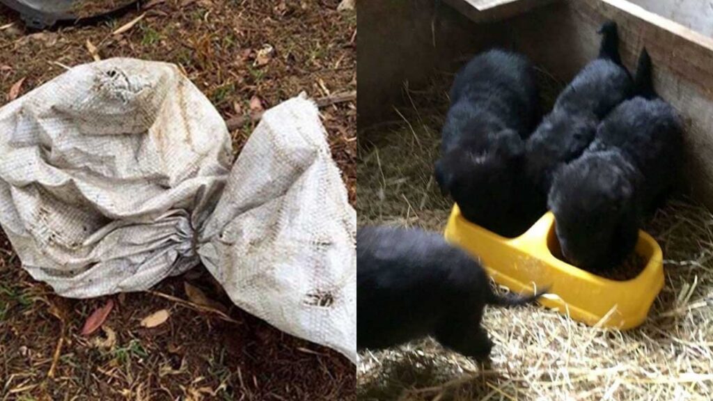 cuccioli di cane in un sacco