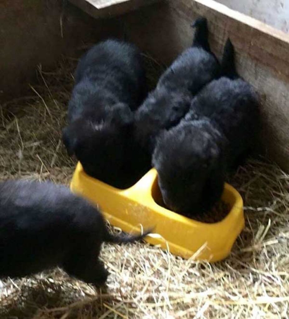 cuccioli di cane