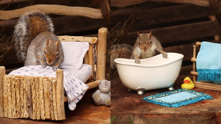 scoiattoli in stanze in miniatura