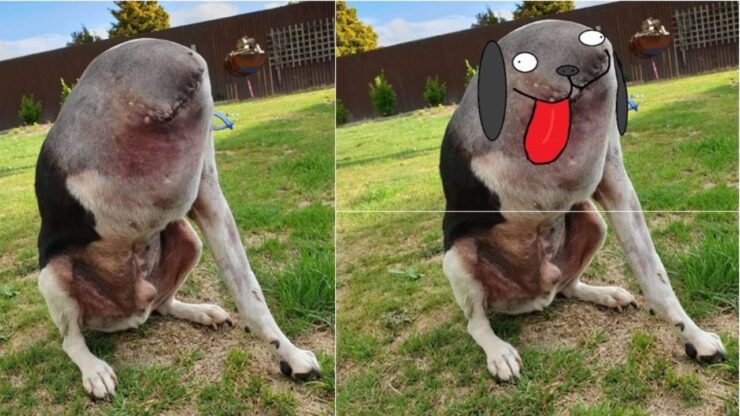 foto di un cane con tre zampe che sembra non avere la testa