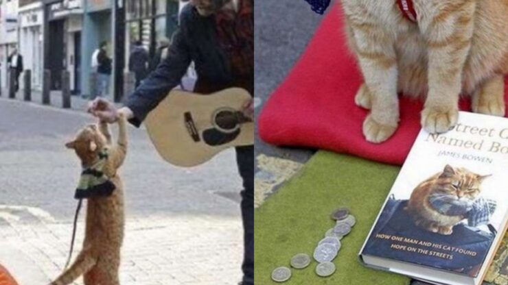 senzatetto viene salvato da un gatto