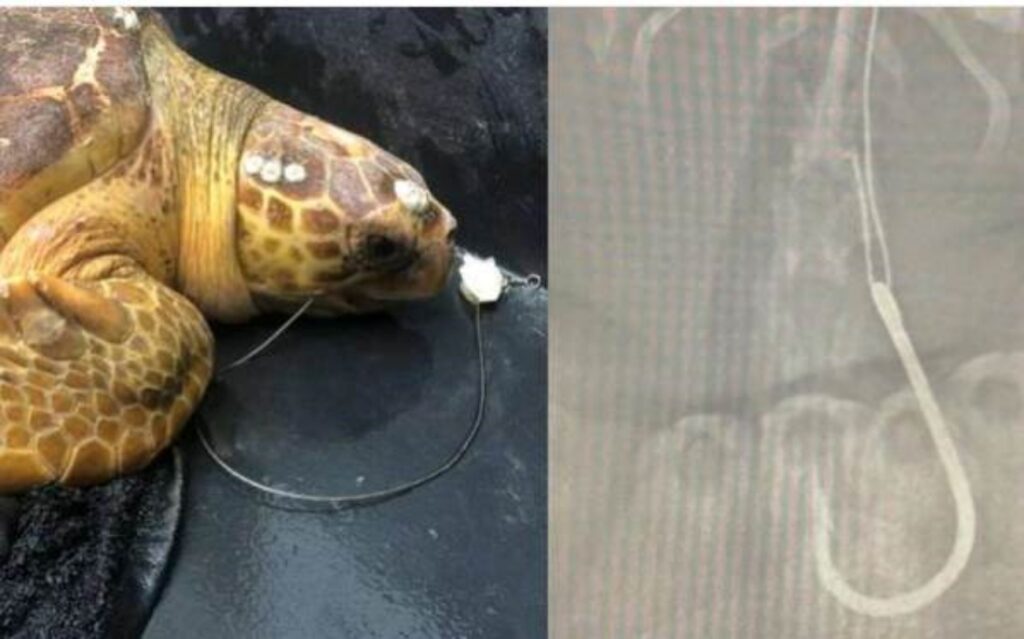 tartaruga marina salvata
