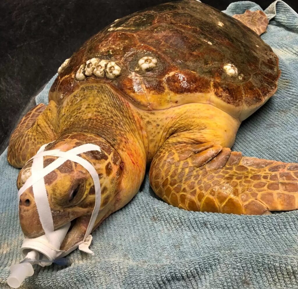 tartaruga presso la clinica