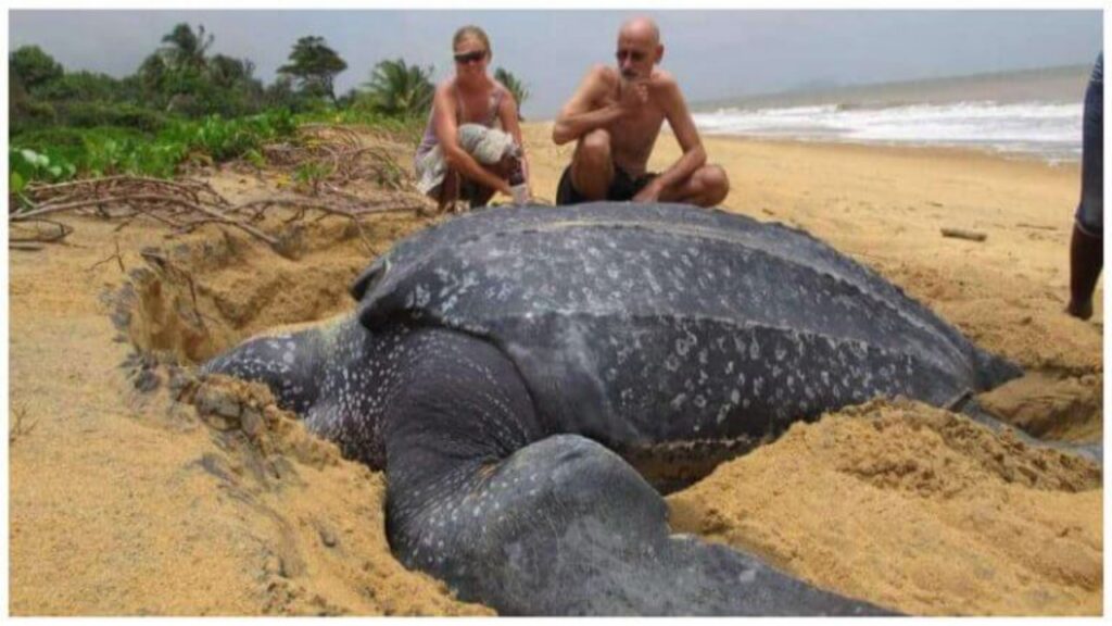 la tartaruga più grande del mondo