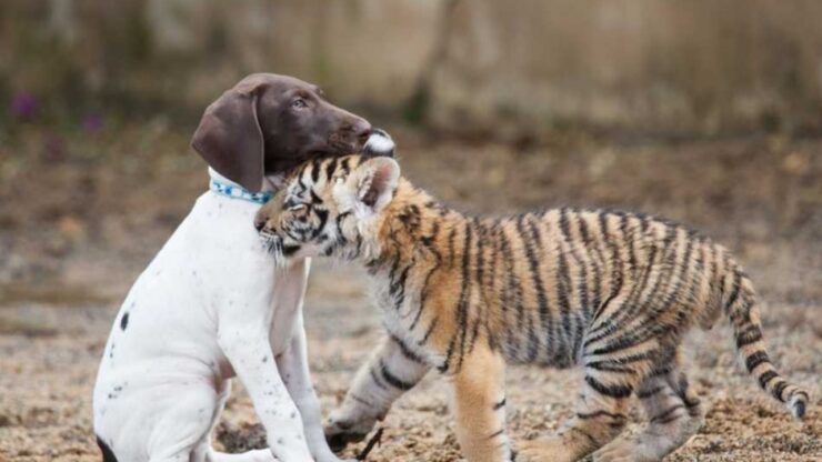 Tigre e cane diventano amici