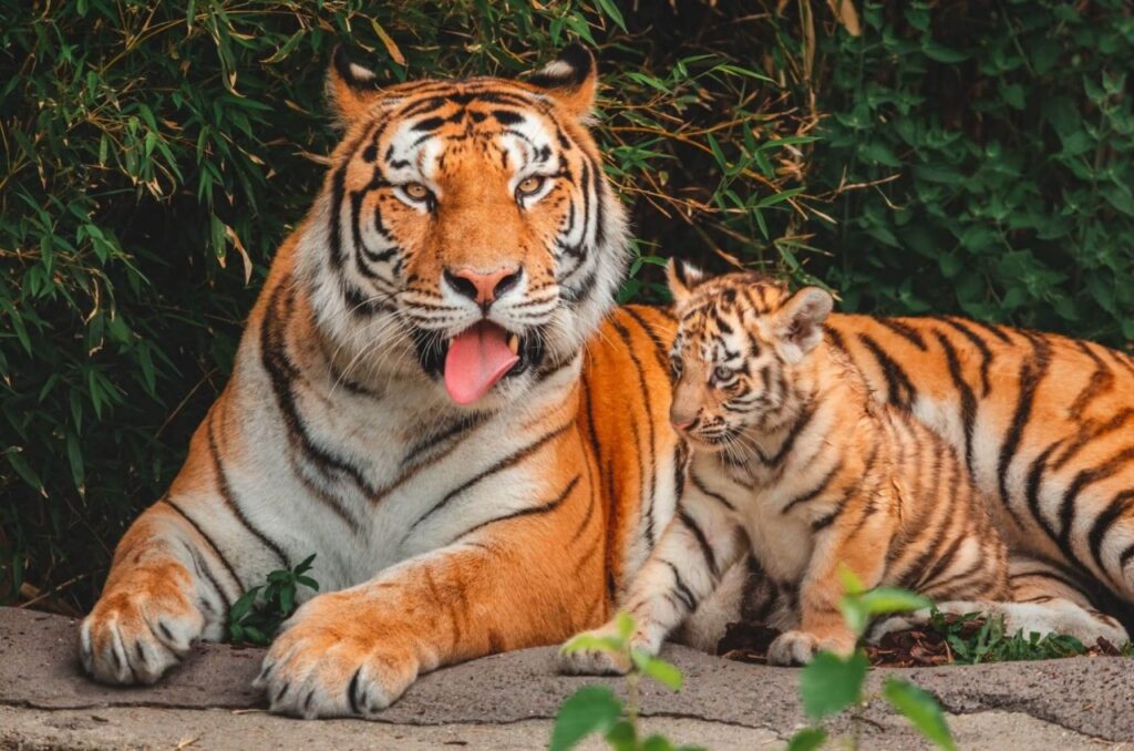 Nascono cuccioli di tigre dell'amur