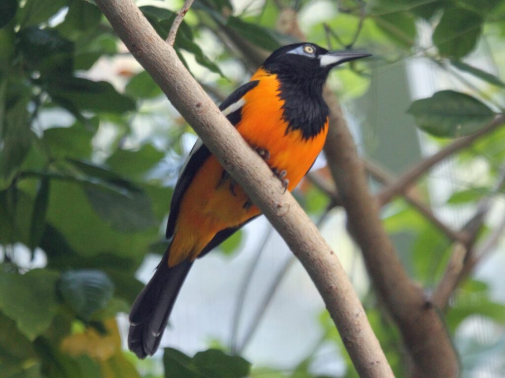 uccello arancione e nero