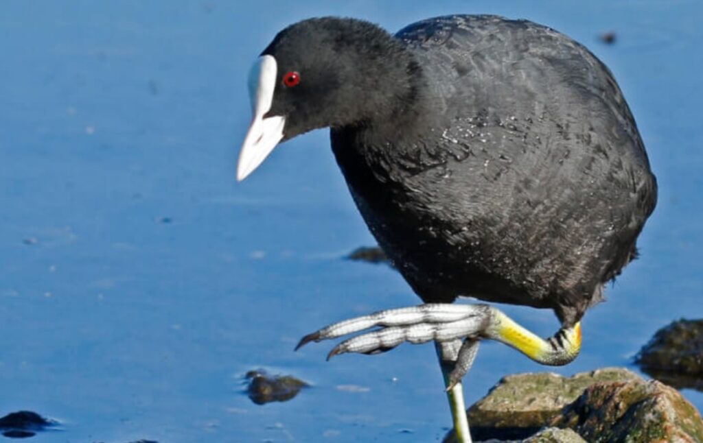 Uccello acquatico e le sue caratteristiche