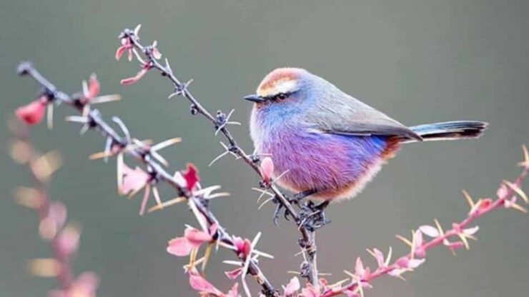 Uccello multicolore fotografato da un professionista