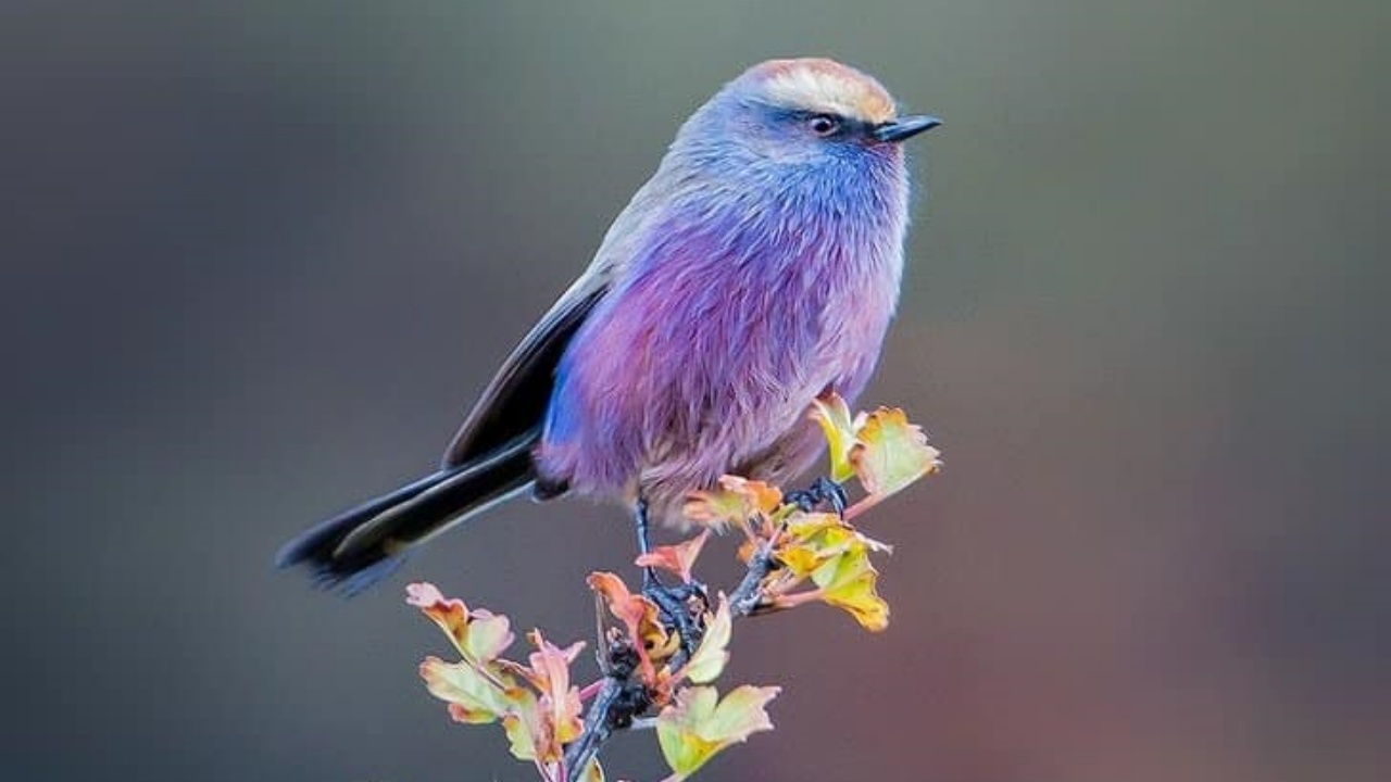 Uccello multicolore fotografato da un professionista