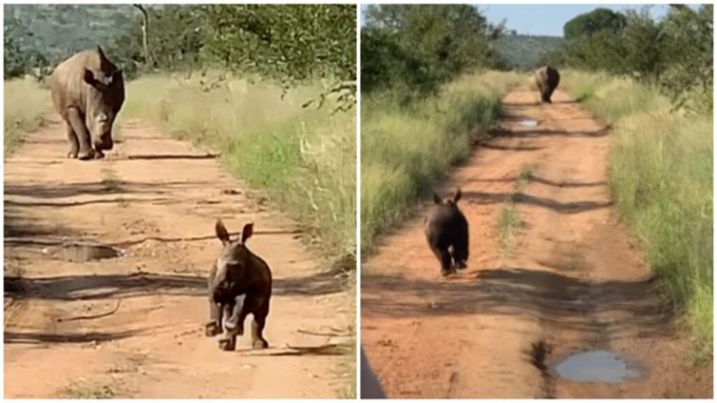 un cucciolo di rinoceronte che corre