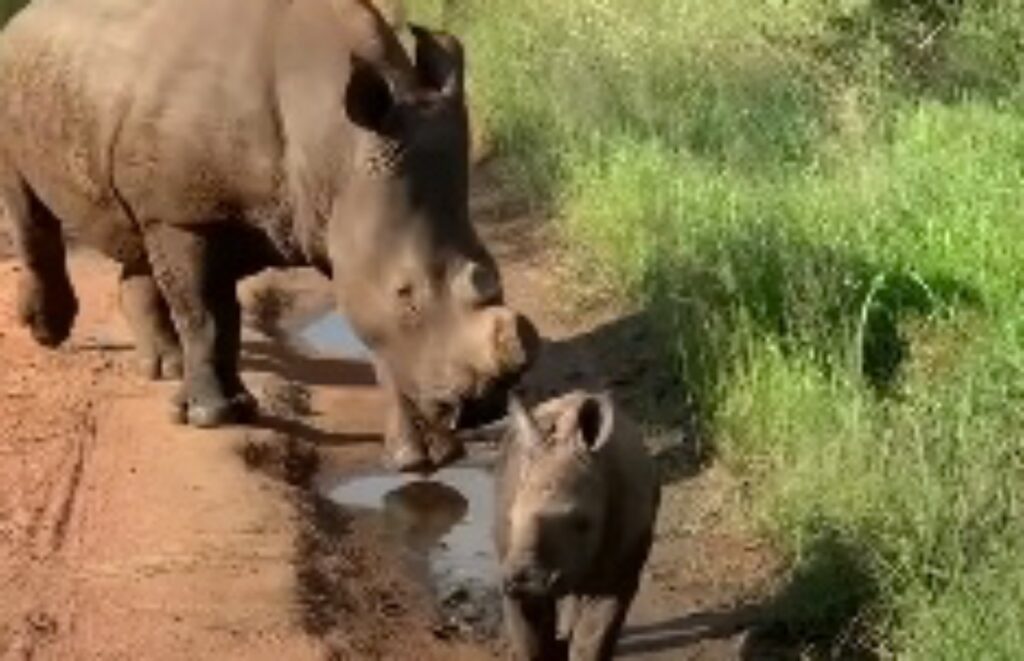 piccolo rinoceronte