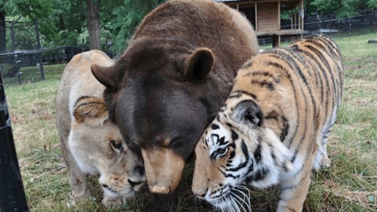 Un leone, una tigre ed un orso salvati da un proprietario che li maltrattava