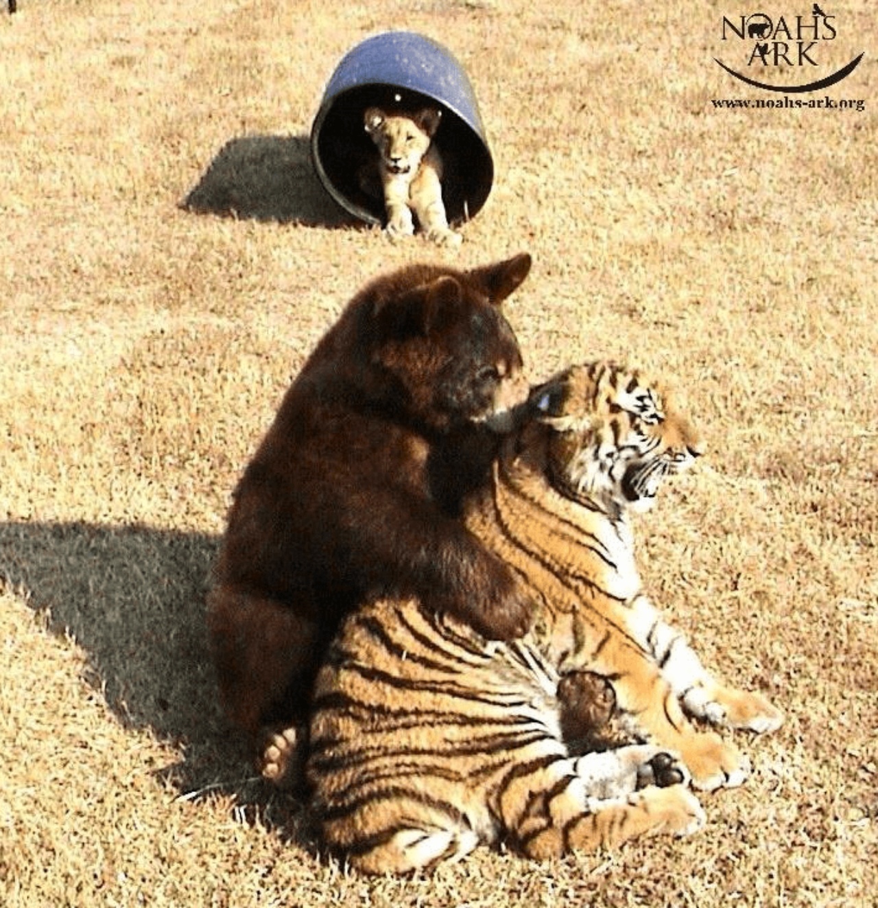 Un leone, una tigre ed un orso salvati da un proprietario che li maltrattava