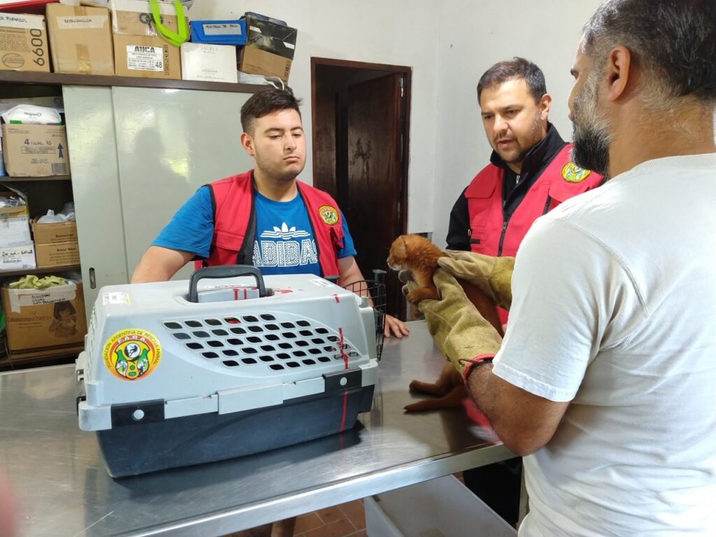 volontari con un puma