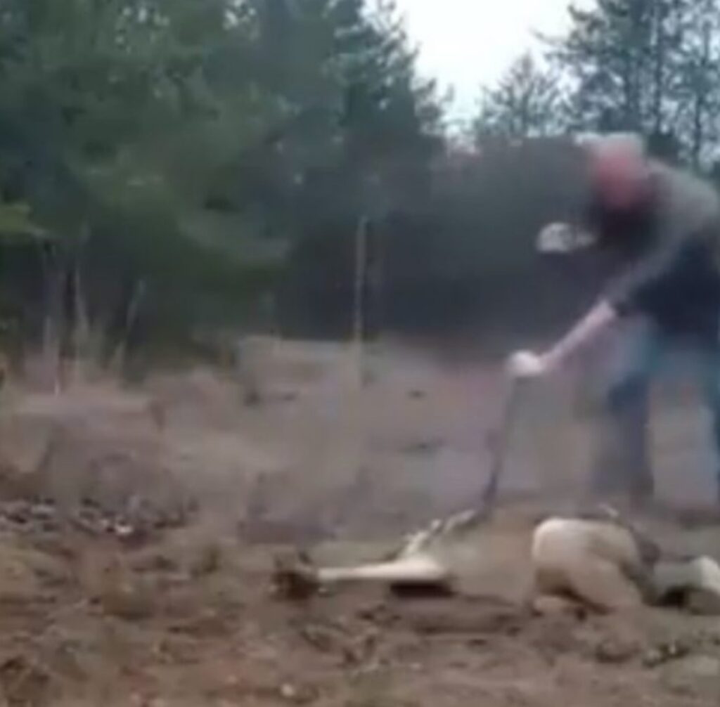 Uomo salva un lupo