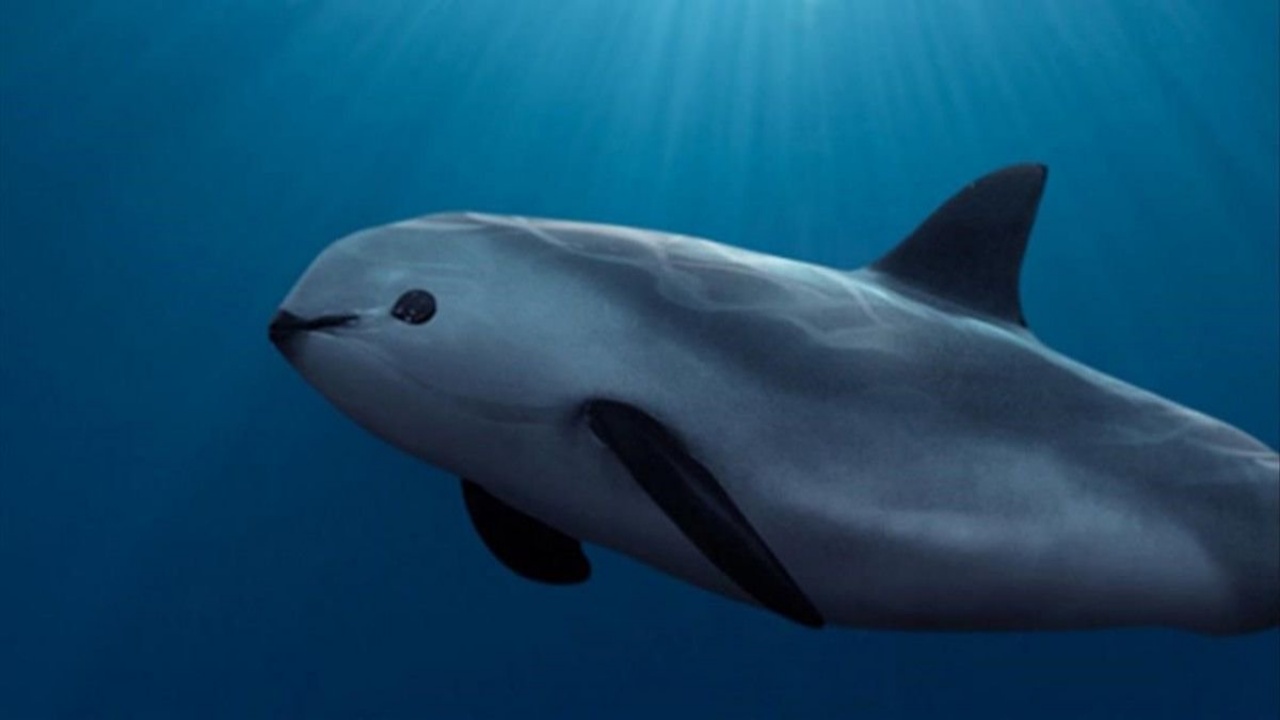 La vaquita un raro cetaceo in via di estinzione