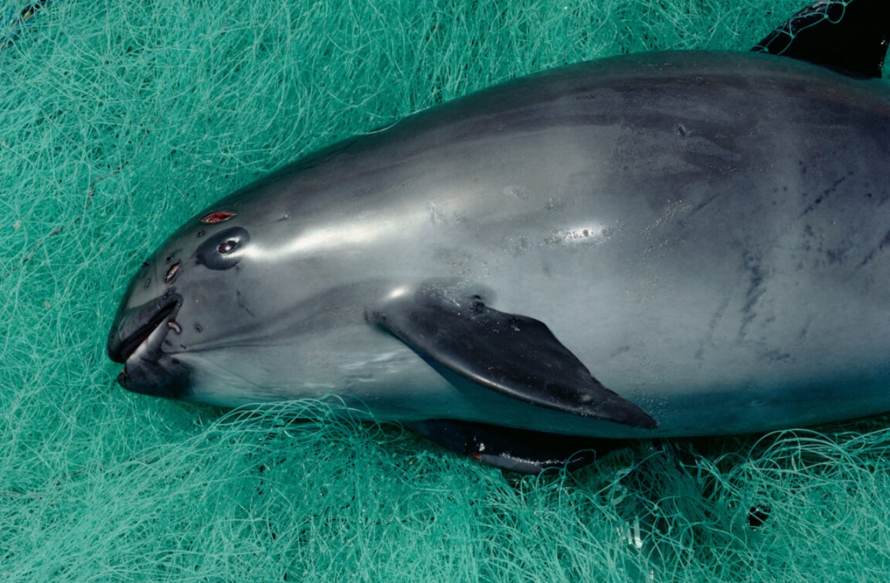 La vaquita un raro cetaceo in via di estinzione