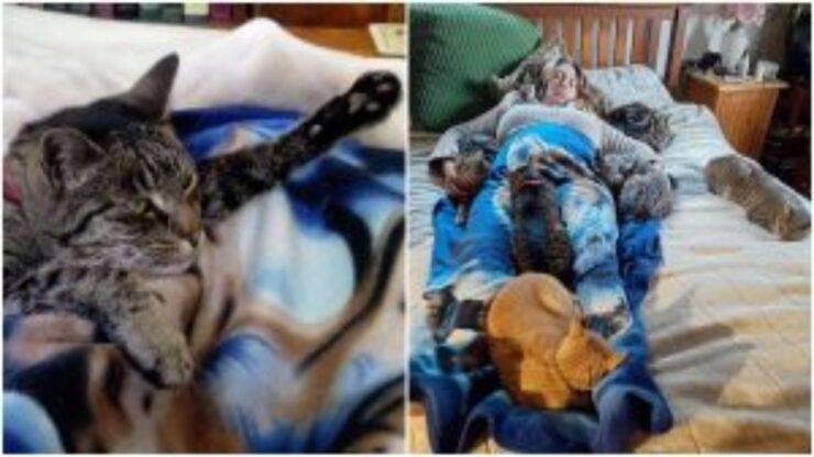 Cinque gatti coccolano la loro mamma dopo che ha subito un intervento chirurgico