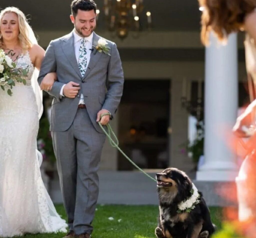 cane matrimonio quasi perfetto