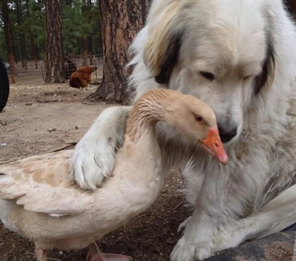 cane con papera