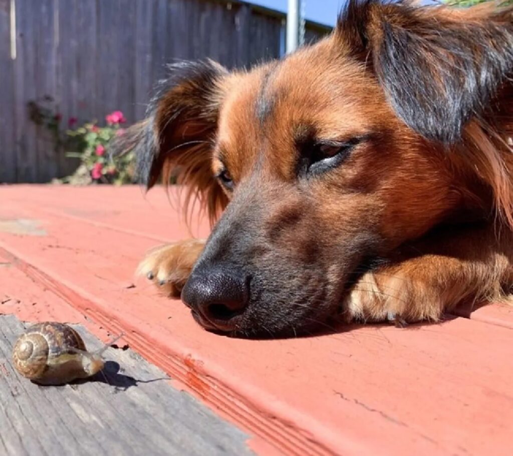 cane e lumaca si conoscono