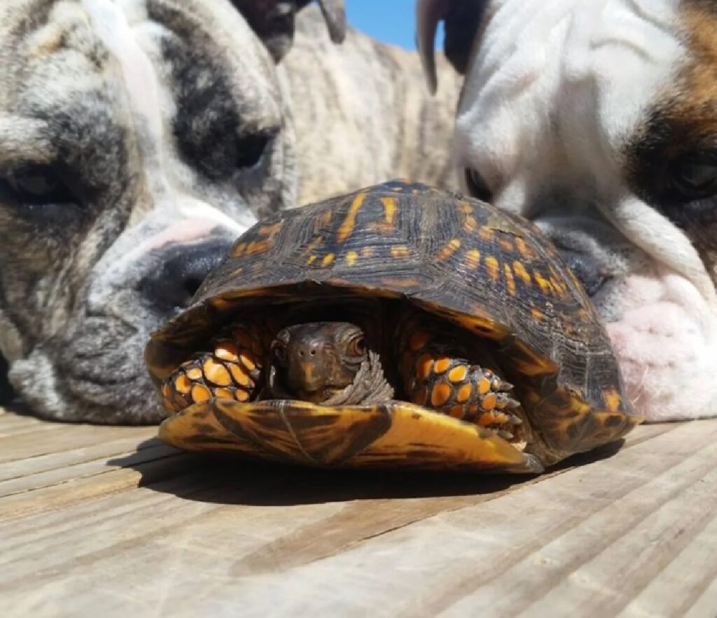 cani bulldog inglesi e tartaruga