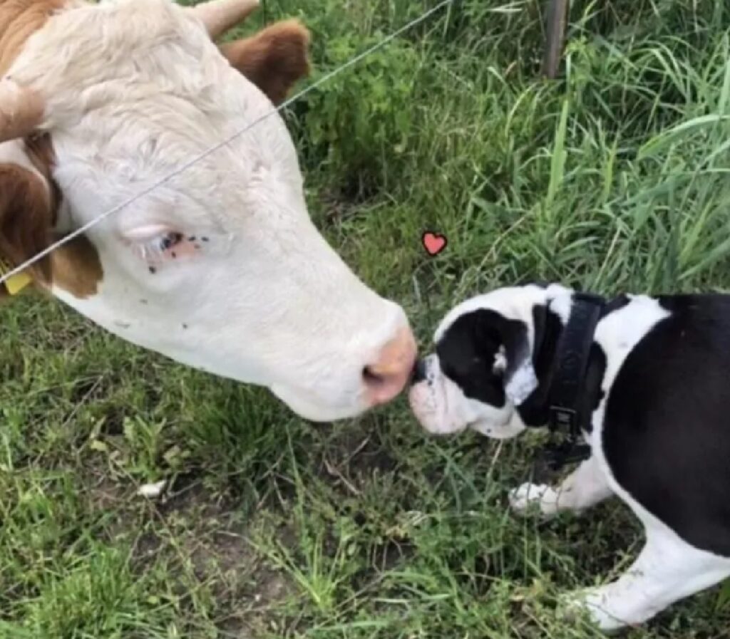 cane incontra mucca