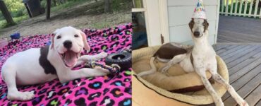 cani che vivono nuove esperienze