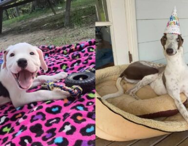 cani che vivono nuove esperienze