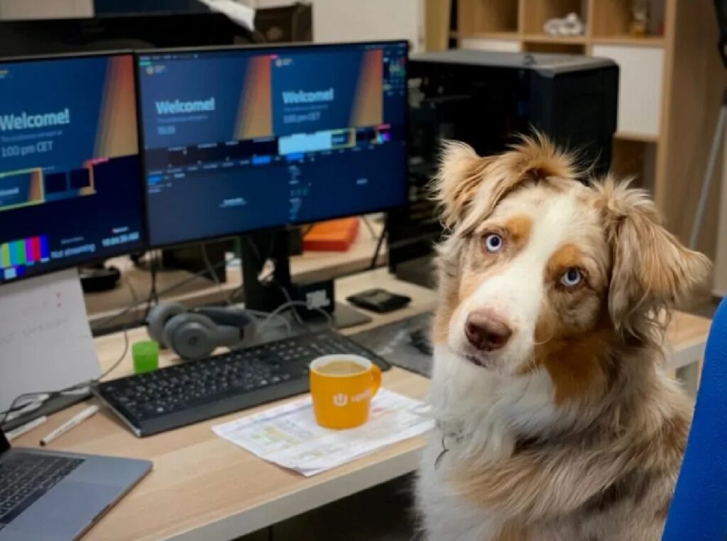 cane professionale sul posto di lavoro