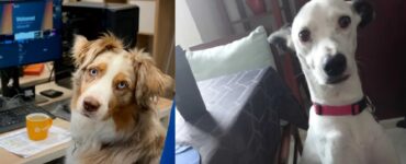 cani divenuti aiutanti per un giorno