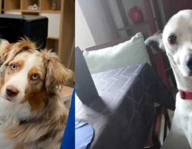 cani divenuti aiutanti per un giorno